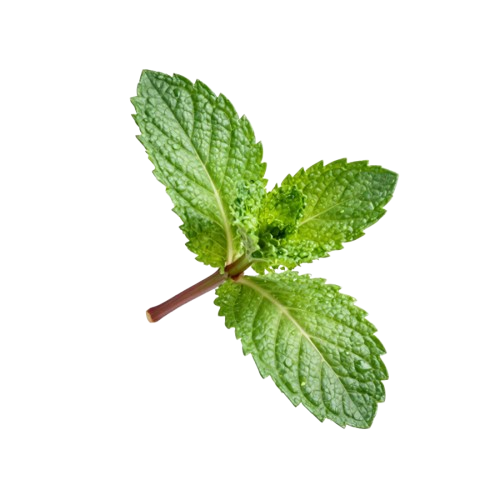 Mint